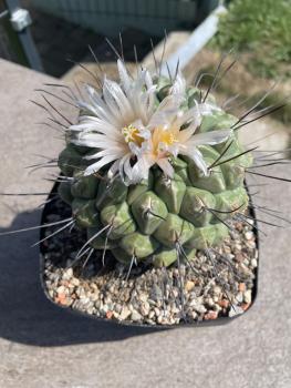 Thelocactus phymatothelos